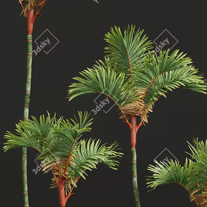 Red Sealing Wax Palm Model 3D model image 2