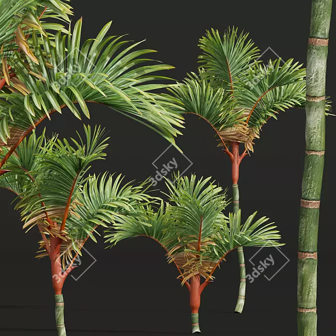 Red Sealing Wax Palm Model 3D model image 3