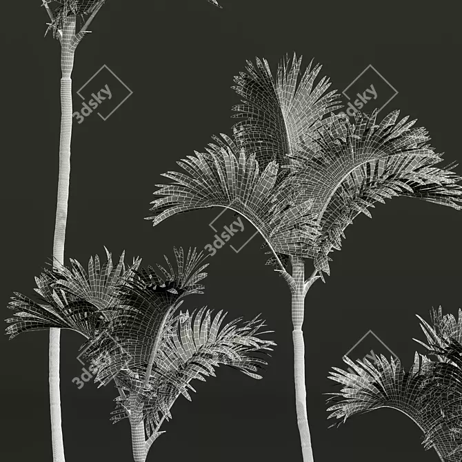 Red Sealing Wax Palm Model 3D model image 4
