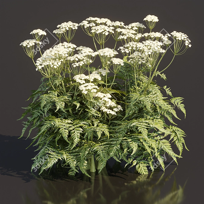 Delicate Cow Parsley Plants Set 3D model image 2