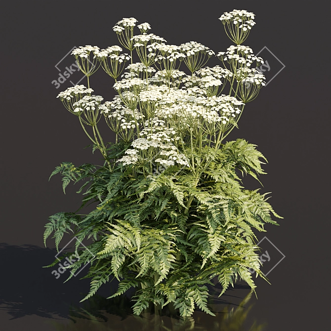 Delicate Cow Parsley Plants Set 3D model image 4