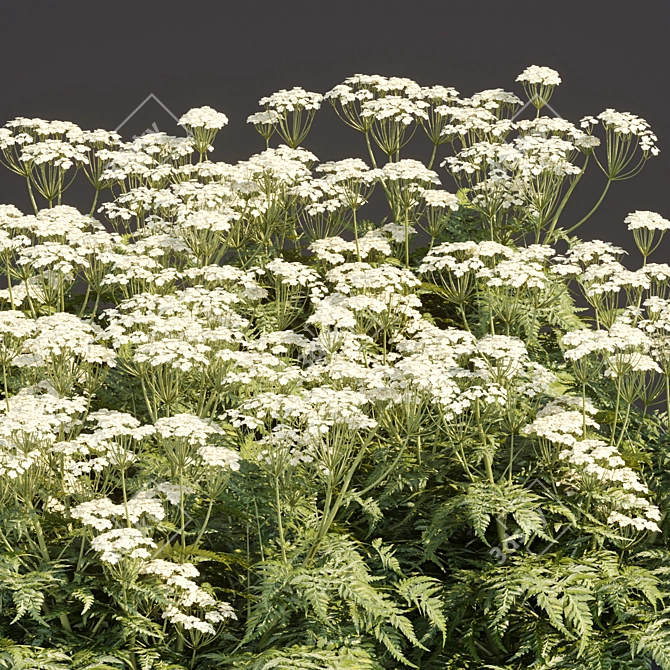 Delicate Cow Parsley Plants Set 3D model image 6