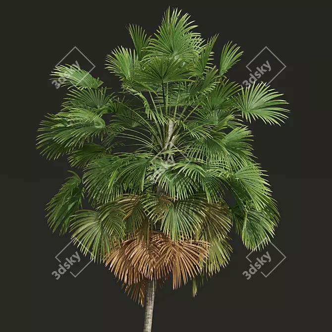 Tropical Palms 3D Models Bundle 3D model image 3