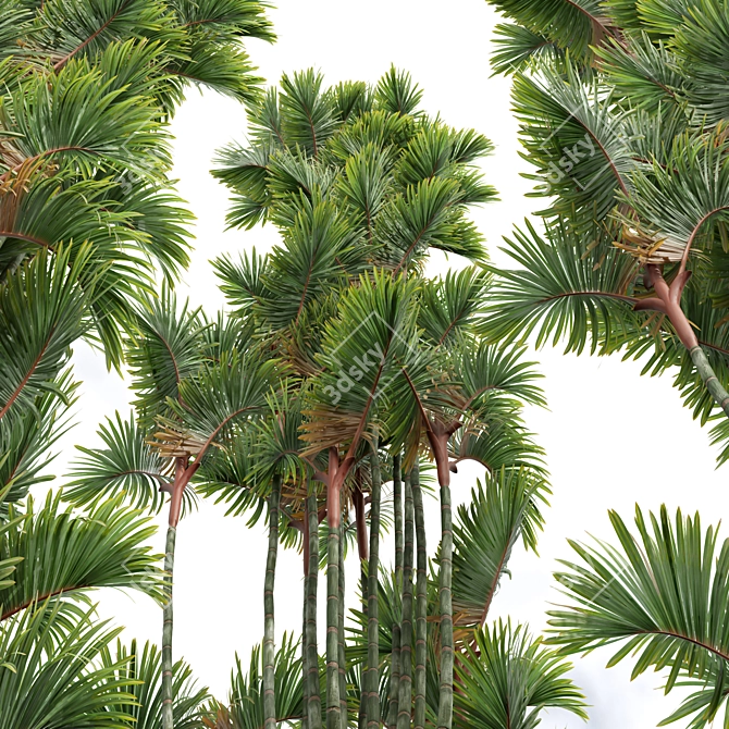 Tropical Palms 3D Models Bundle 3D model image 4