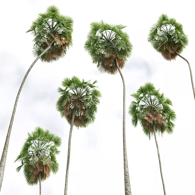 Tropical Palms 3D Models Bundle 3D model image 5
