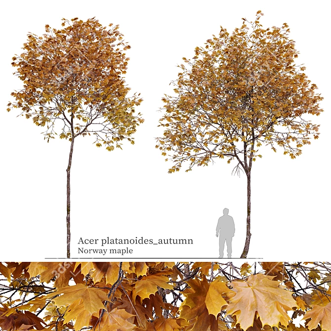 Autumn Norway Maple Tree Pair 3D model image 1