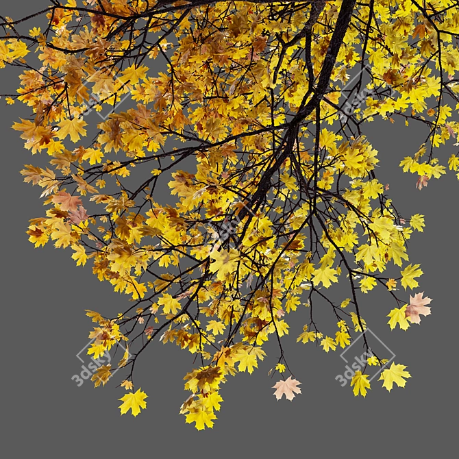 Autumn Norway Maple Tree Pair 3D model image 4