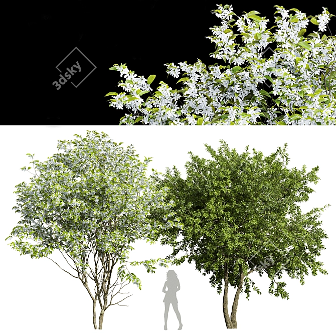 3D Water Gum & Amelanchier Models 3D model image 1