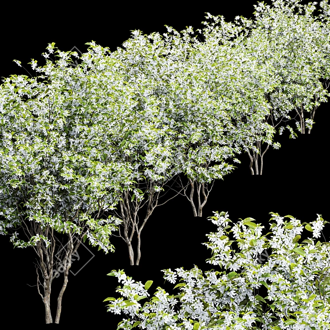 3D Water Gum & Amelanchier Models 3D model image 4