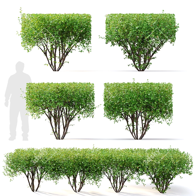 Rectangular Hedge Bush Set - 1.5m 3D model image 1