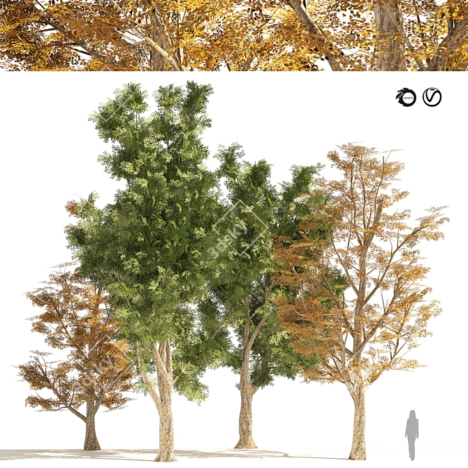 London Plane Street Trees Collection 3D model image 1