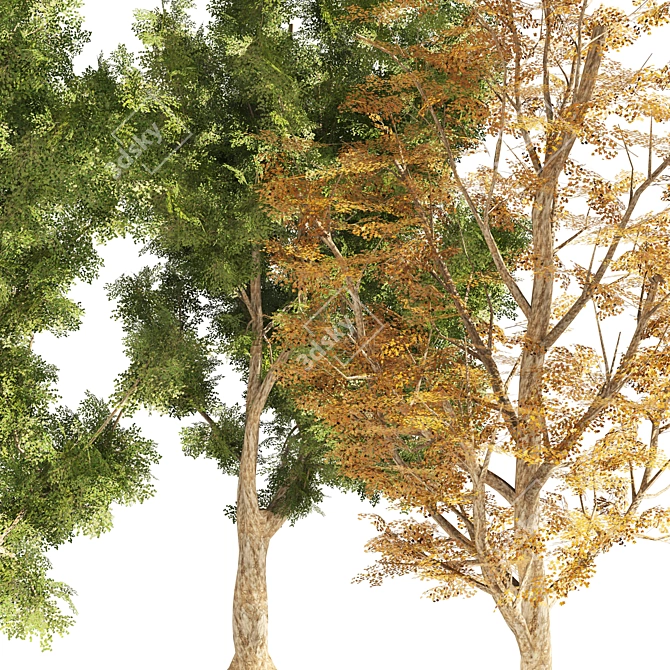 London Plane Street Trees Collection 3D model image 2