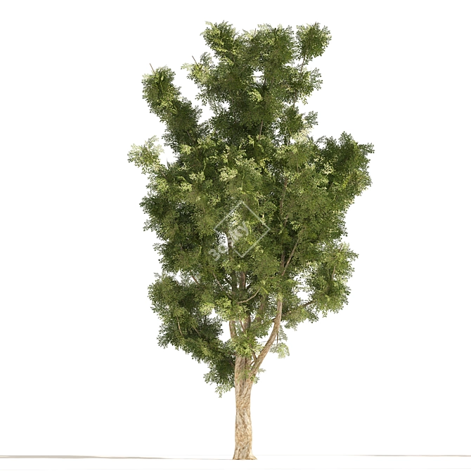 London Plane Street Trees Collection 3D model image 3