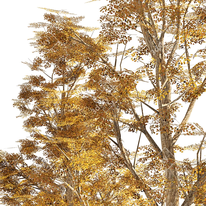 London Plane Street Trees Collection 3D model image 5