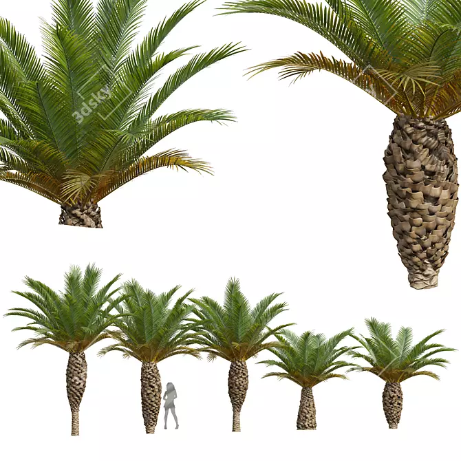 Canary Palm 3D Model Set 3D model image 1