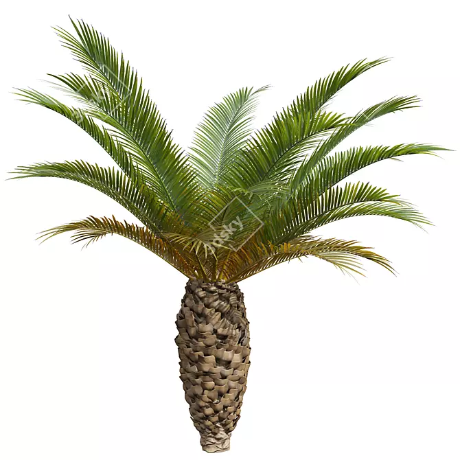 Canary Palm 3D Model Set 3D model image 2