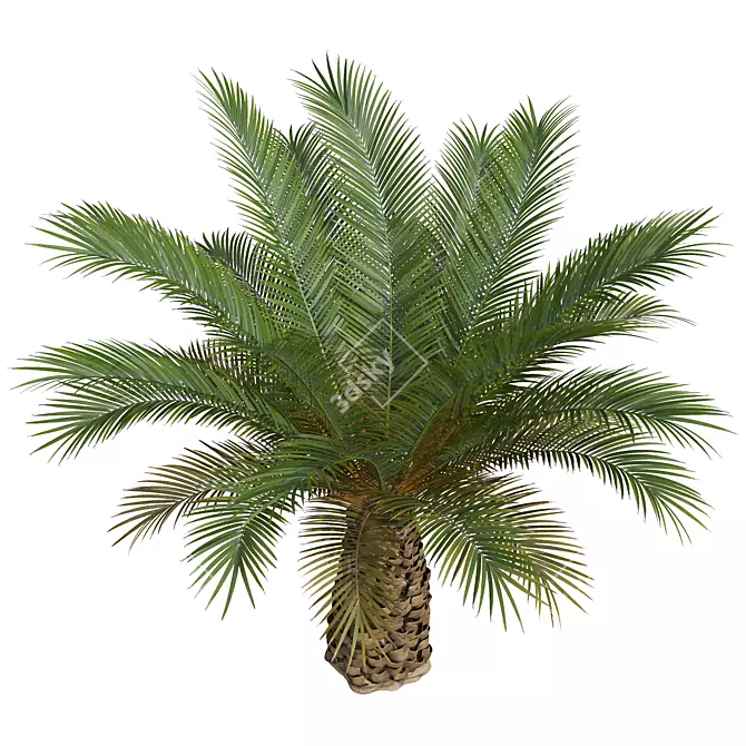 Canary Palm 3D Model Set 3D model image 4