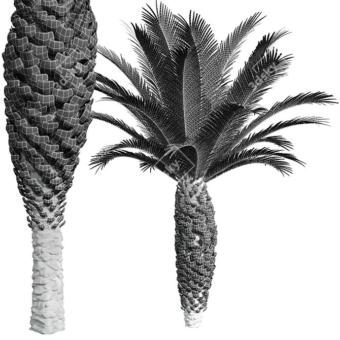 Canary Palm 3D Model Set 3D model image 5