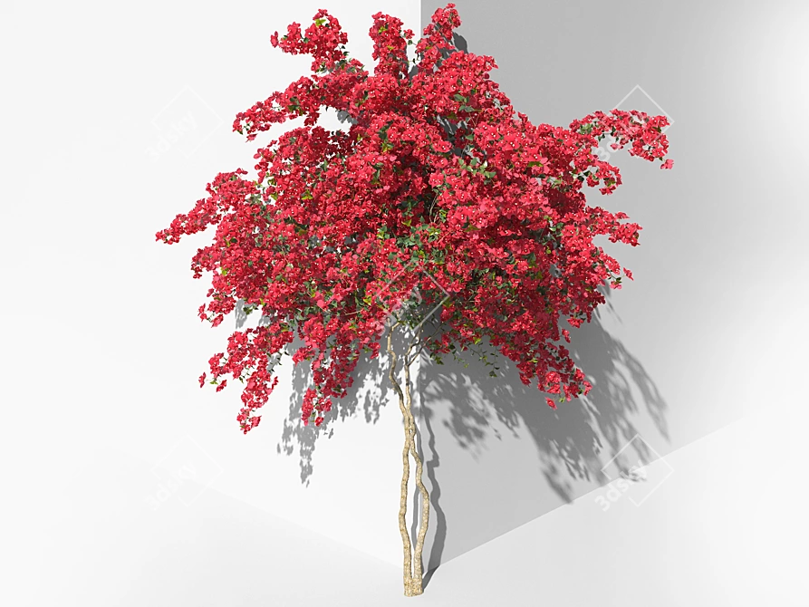 Blooming Bougainvillea Bush Plant 3D model image 1