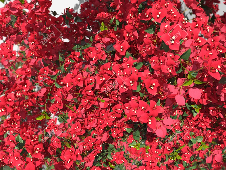 Blooming Bougainvillea Bush Plant 3D model image 3