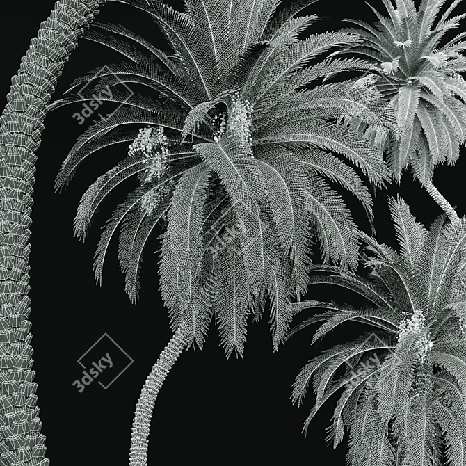 Silver Date Palm 3D Model 3D model image 5