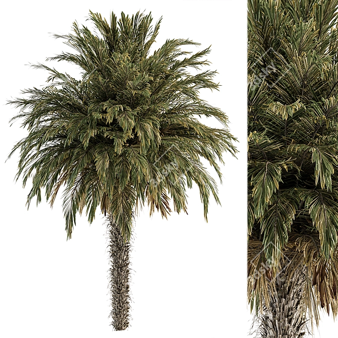 Palm Date Tree Set 3D model image 1