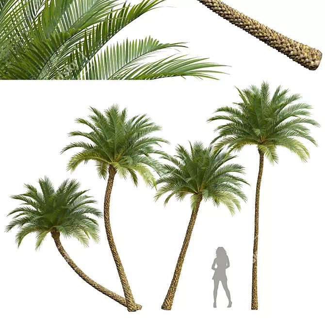 Silver Date Palm 3D Models 3D model image 1