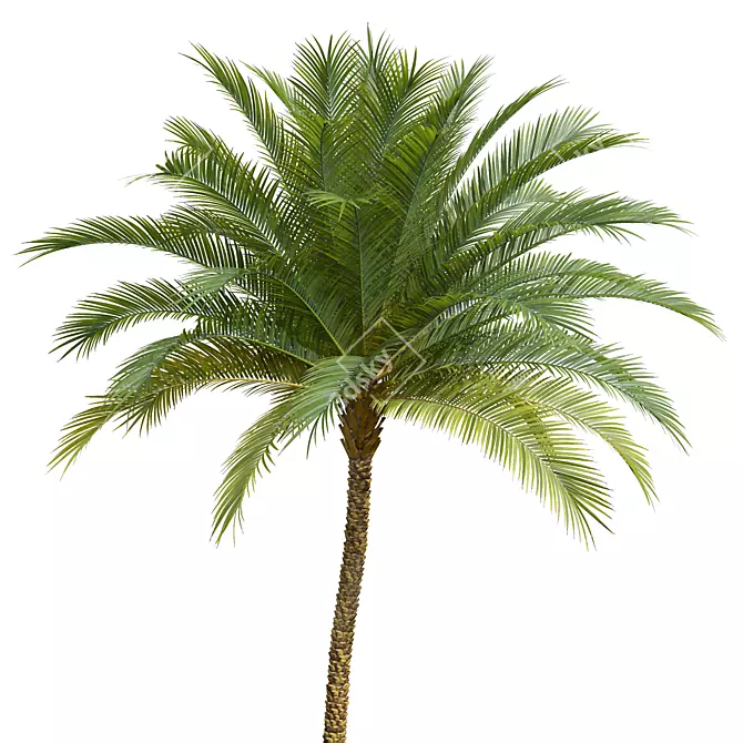 Silver Date Palm 3D Models 3D model image 2