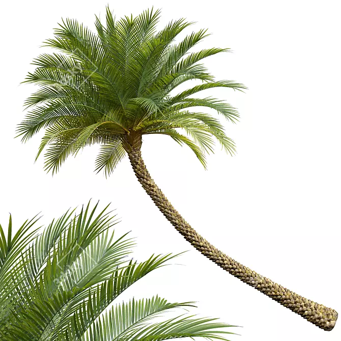 Silver Date Palm 3D Models 3D model image 3