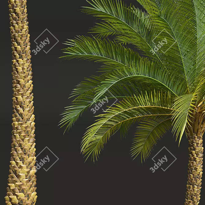 Silver Date Palm 3D Models 3D model image 4