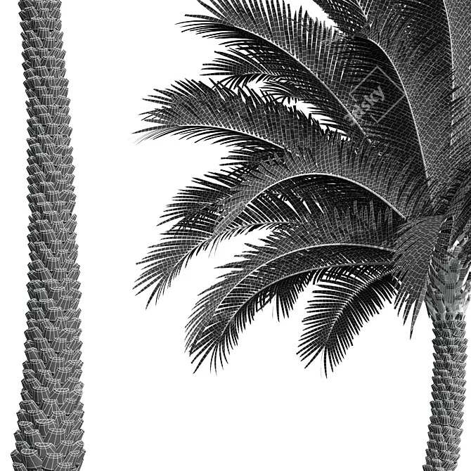 Silver Date Palm 3D Models 3D model image 5