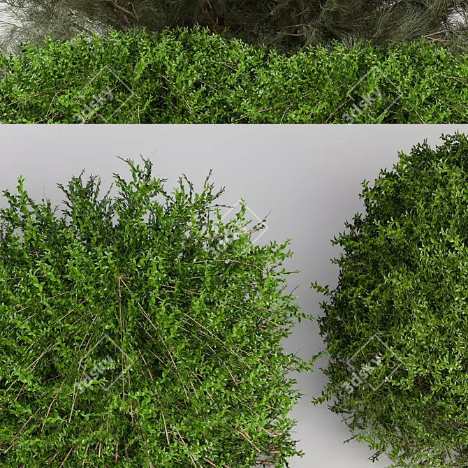 Modern Bush Collection 3D Model 3D model image 4