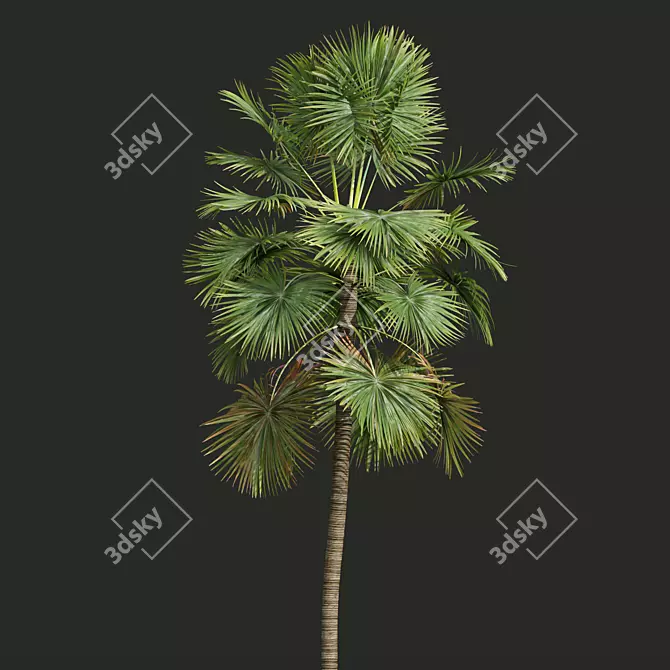 Detailed Saribus Rotundifolius 3D Models 3D model image 2