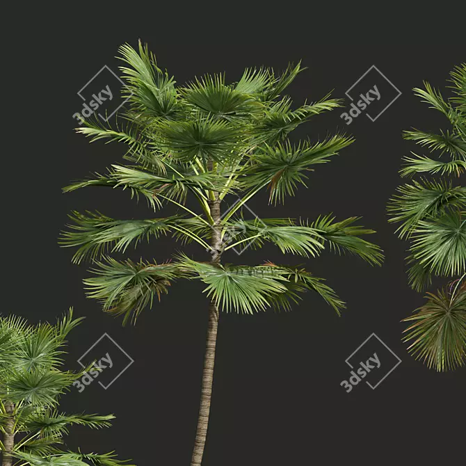 Detailed Saribus Rotundifolius 3D Models 3D model image 3