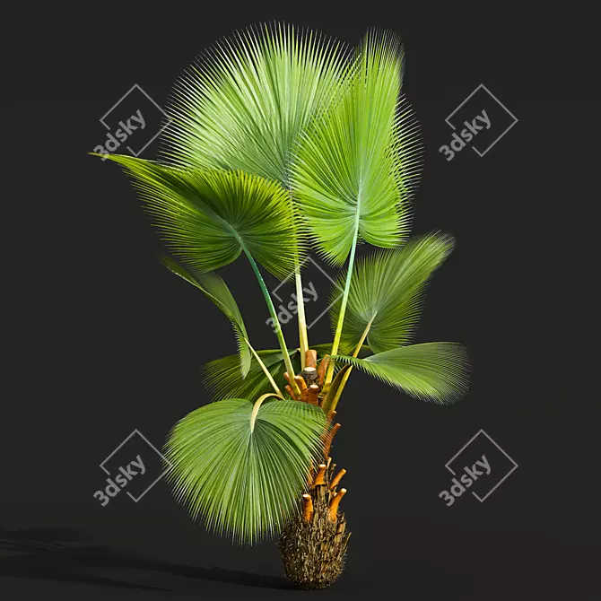Fiji Fan Palm 3D Model 3D model image 4