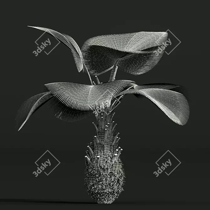 Fiji Fan Palm 3D Model 3D model image 5