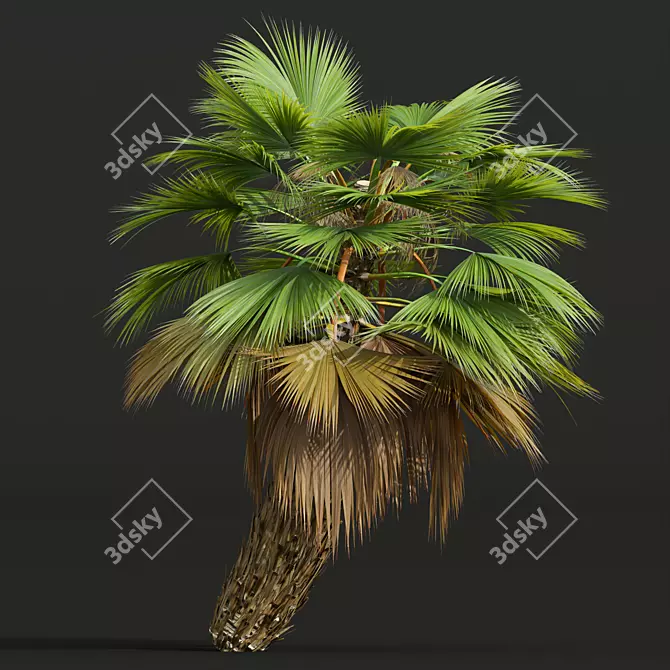 Detailed Pritchardia Pacifica Small Plant 3D model image 2