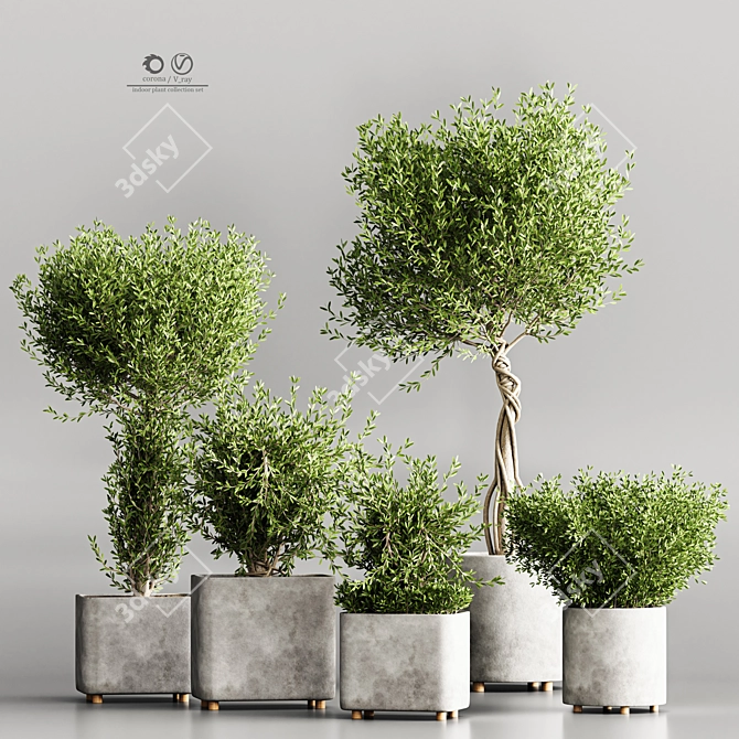 Modern Indoor Plant Collection Set 3D model image 1