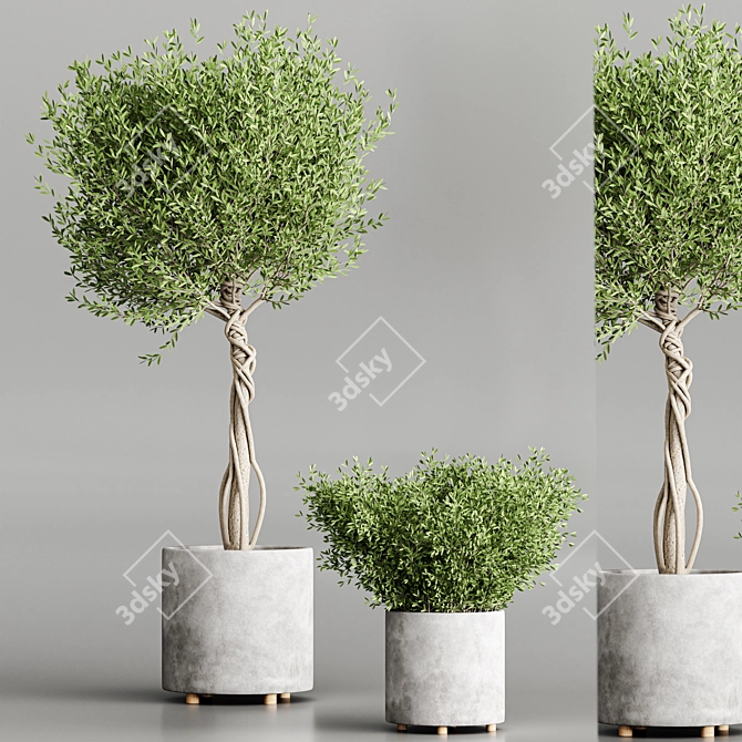 Modern Indoor Plant Collection Set 3D model image 3