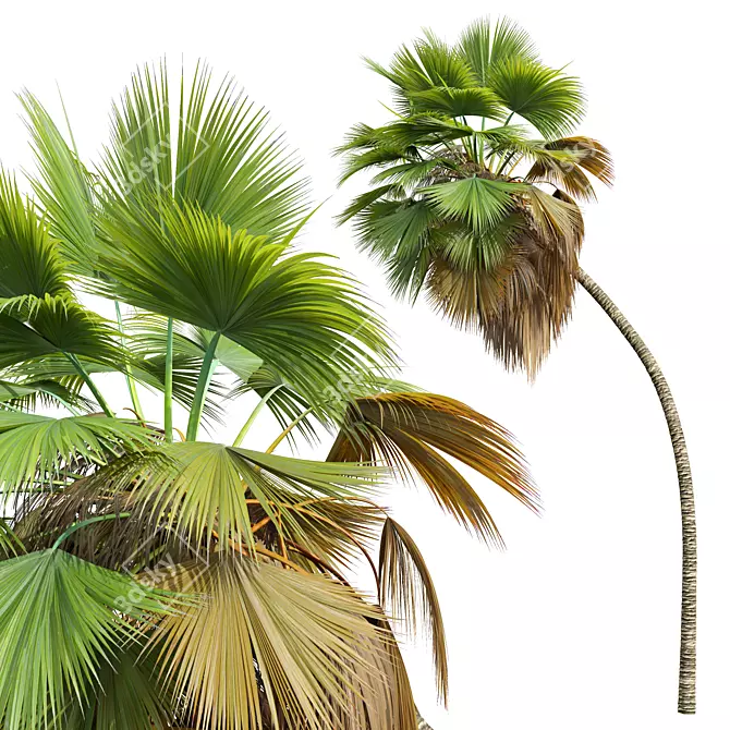 Exquisite Pritchardia Pacifica Plant 3D 3D model image 5