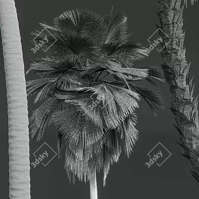 Exquisite Pritchardia Pacifica Plant 3D 3D model image 6