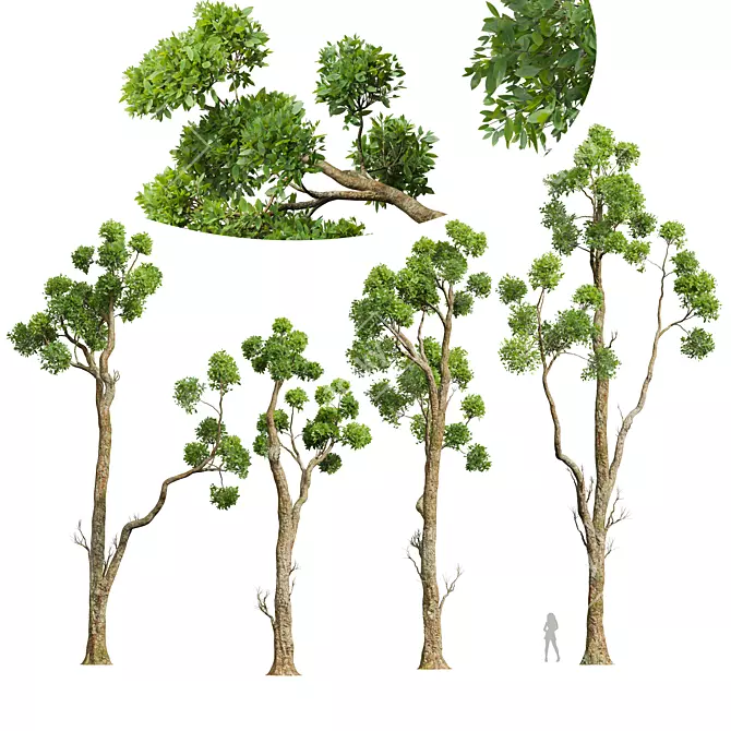 Title: Camphor Tree 3D Decor Model 3D model image 1