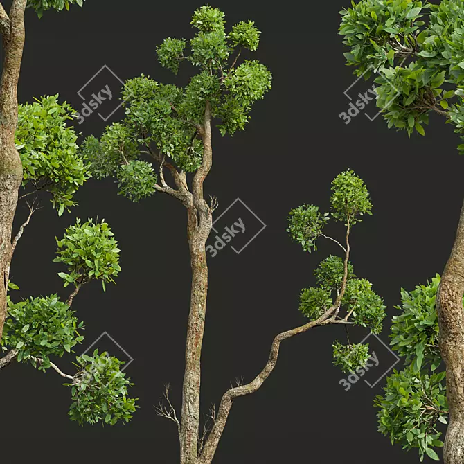Title: Camphor Tree 3D Decor Model 3D model image 2