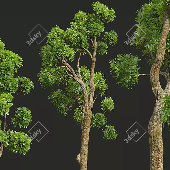 Title: Camphor Tree 3D Decor Model 3D model image 3