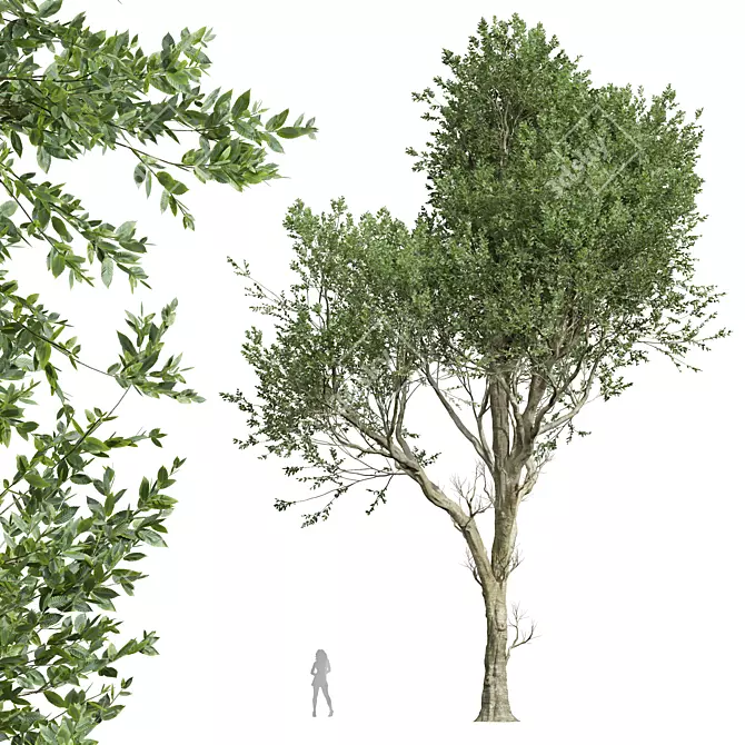 Handcrafted Fagus Grandifolia Tree Model 3D model image 1
