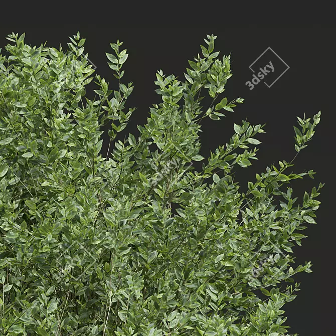 Handcrafted Fagus Grandifolia Tree Model 3D model image 2