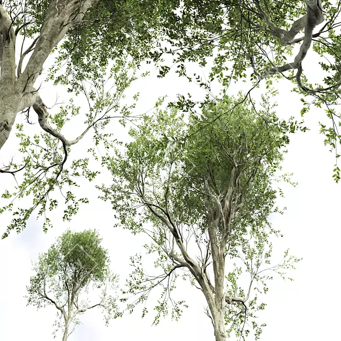 Handcrafted Fagus Grandifolia Tree Model 3D model image 3