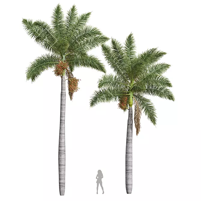 Royal Palm 3D Plant Model 3D model image 1