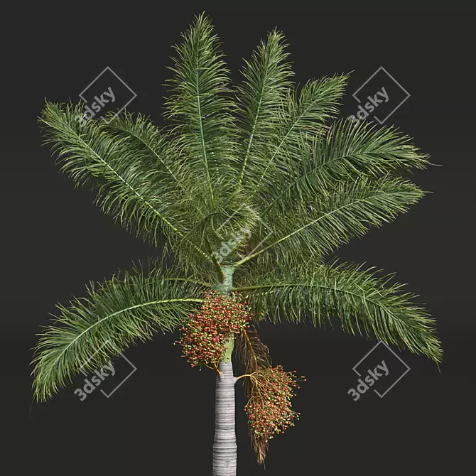 Royal Palm 3D Plant Model 3D model image 2