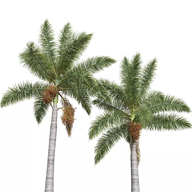 Royal Palm 3D Plant Model 3D model image 3